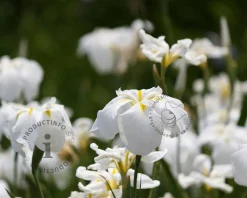 Iris ensata 'Apollo'