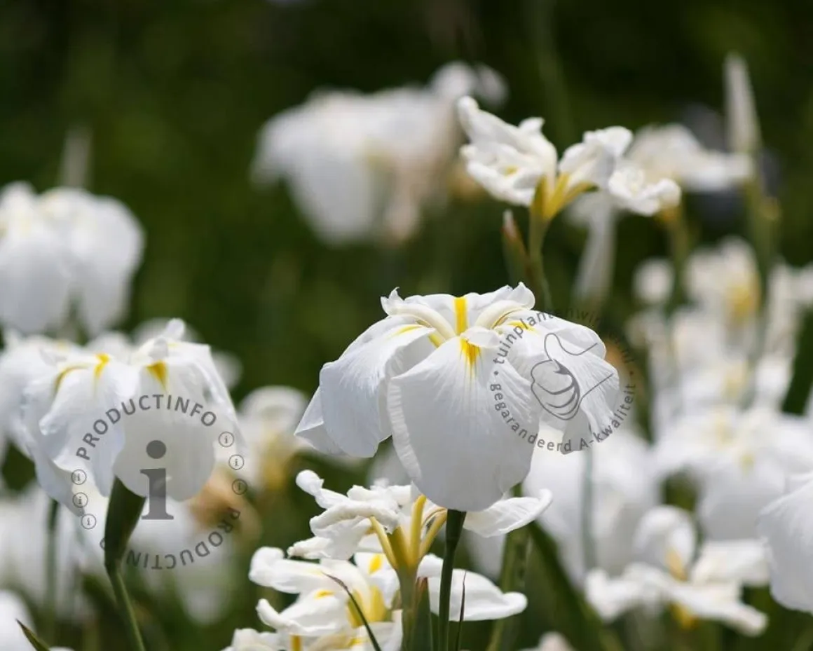 Iris ensata 'Apollo'