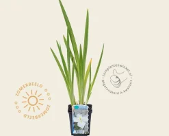 Iris ensata 'Apollo'