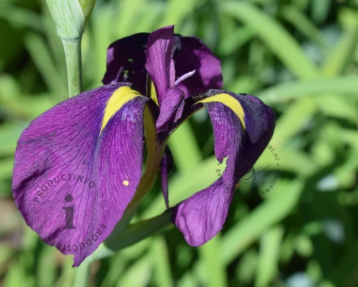 Iris ensata 'Variegata'
