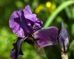 Iris germanica 'Black Knight'