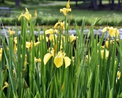 Iris pseudacorus 'Variegata'