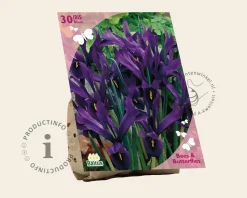 Iris reticulata Blauw