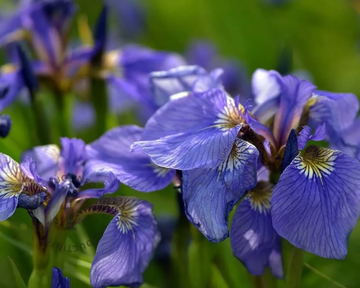 Iris setosa