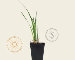 Iris sibirica 'Snow Queen'