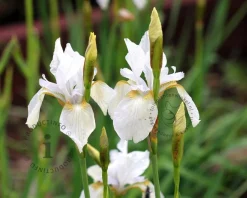 Iris sibirica 'Snow Queen'