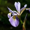 Iris versicolor 'Gerald Darby'