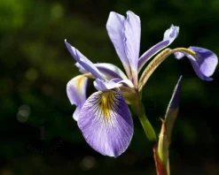 Iris versicolor 'Gerald Darby'