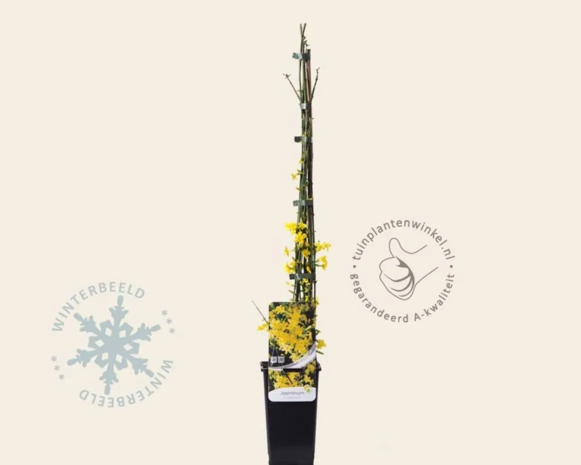 Jasminum nudiflorum