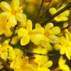 Jasminum nudiflorum - XL