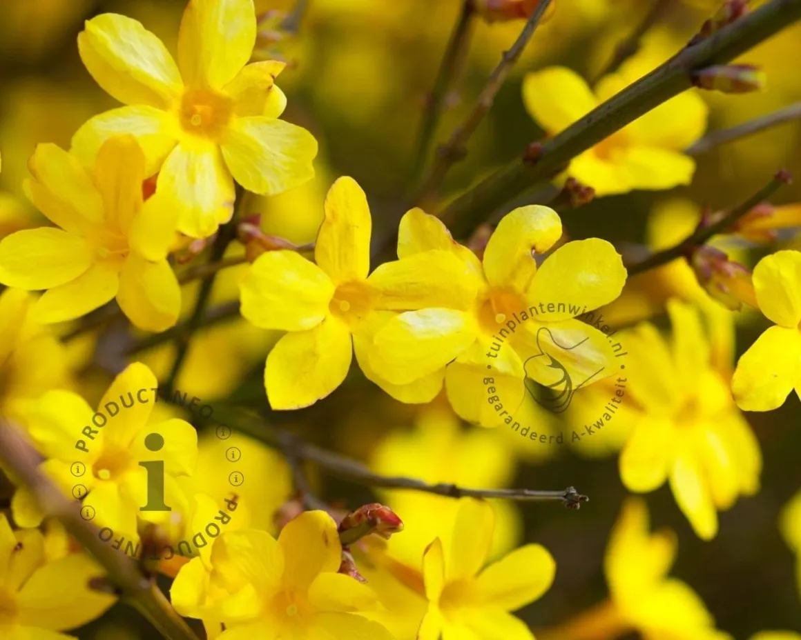Jasminum nudiflorum - XL