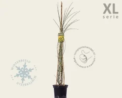 Jasminum nudiflorum - XL