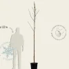 Juglans regia 'Bella Maria' - hoogstam