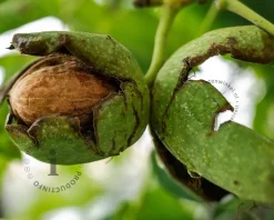 Juglans regia 'Bella Maria' - hoogstam