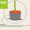 Juglans regia - BIO mini