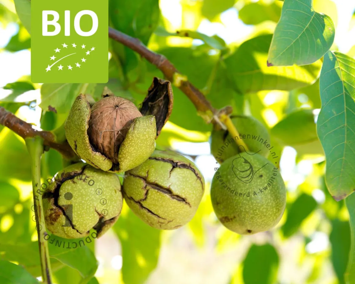 Juglans regia - BIO mini
