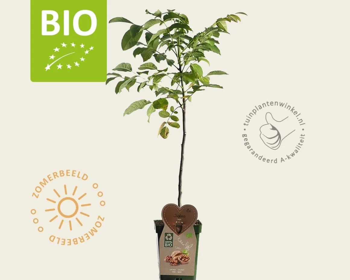 Juglans regia - BIO mini