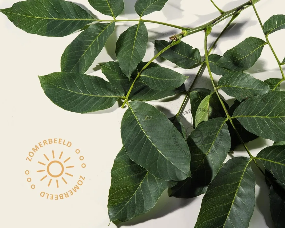 Juglans regia 'Broadview'