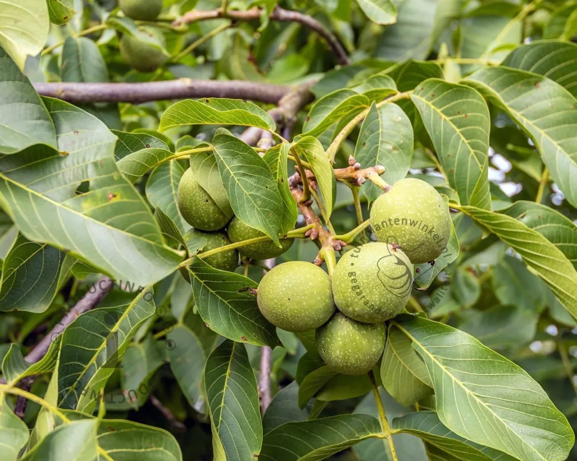 Juglans regia 'Broadview'