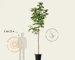Juglans regia 'Broadview' - hoogstam