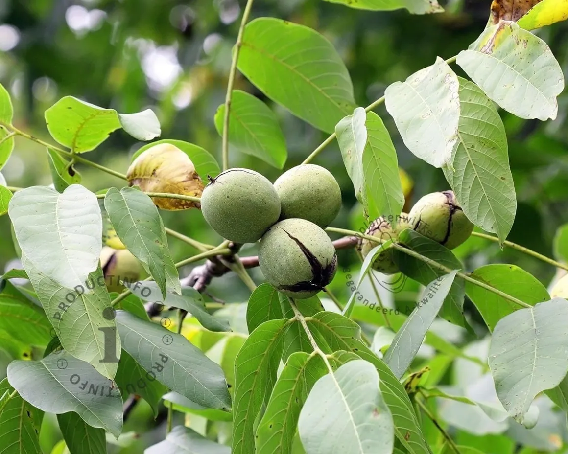 Juglans regia 'Buccaneer'