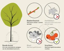 Juglans regia 'Buccaneer' - hoogstam