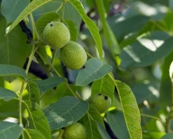 Juglans regia 'Buccaneer' - mini