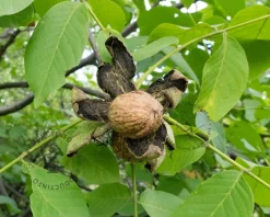 Juglans regia 'Buccaneer' - mini