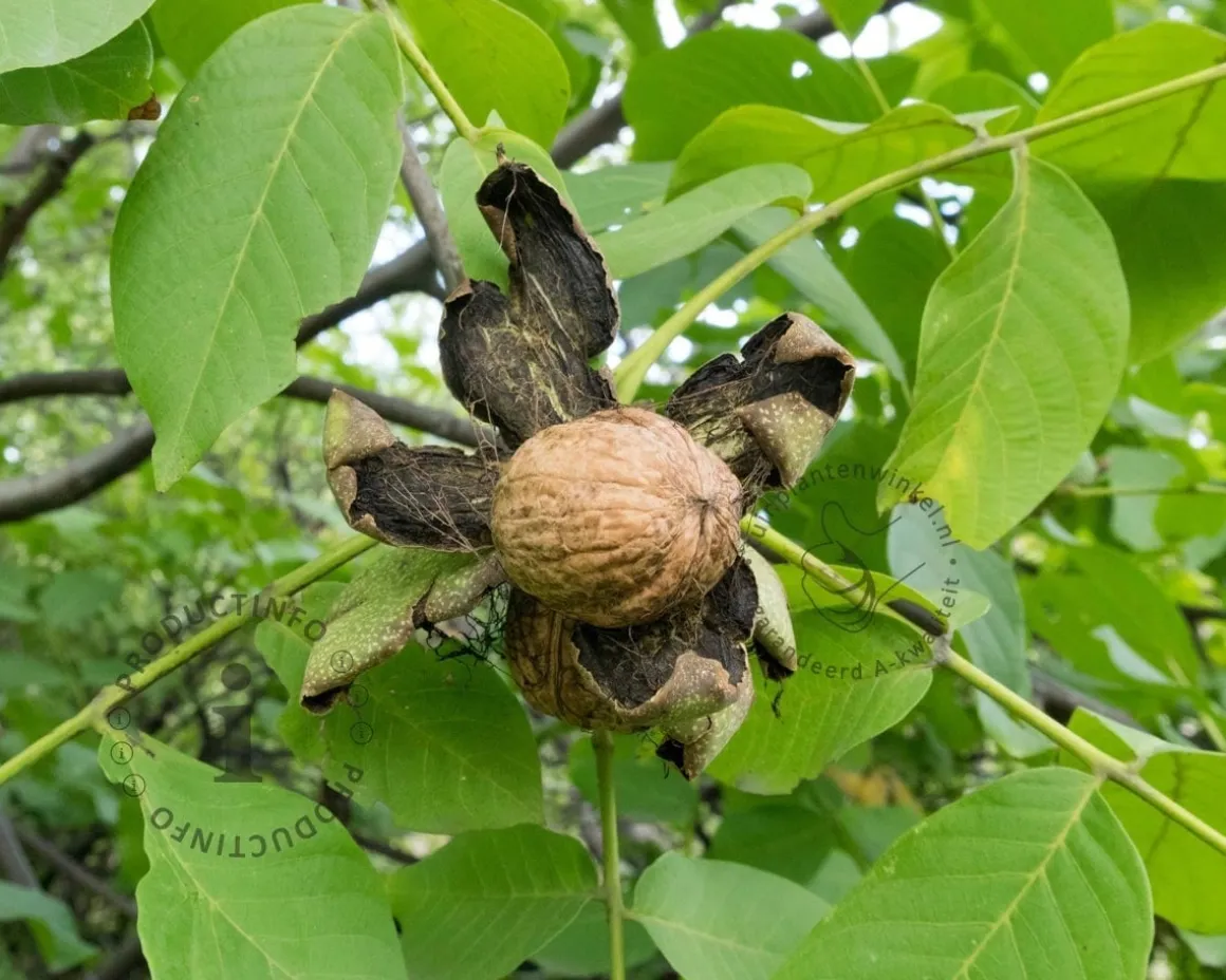 Juglans regia 'Buccaneer' - mini