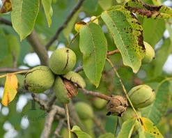 Juglans regia 'Coenen' - hoogstam