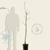 Juglans regia - halfstam