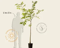Juglans regia - halfstam