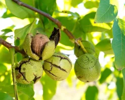 Juglans regia - halfstam