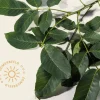 Juglans regia - hoogstam