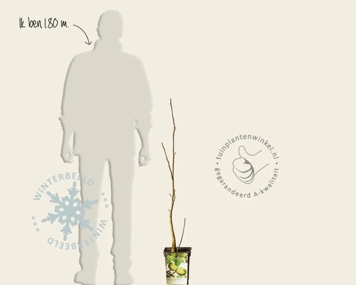 Juglans regia - laagstam