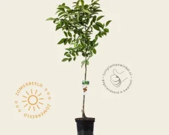 Juglans regia - laagstam