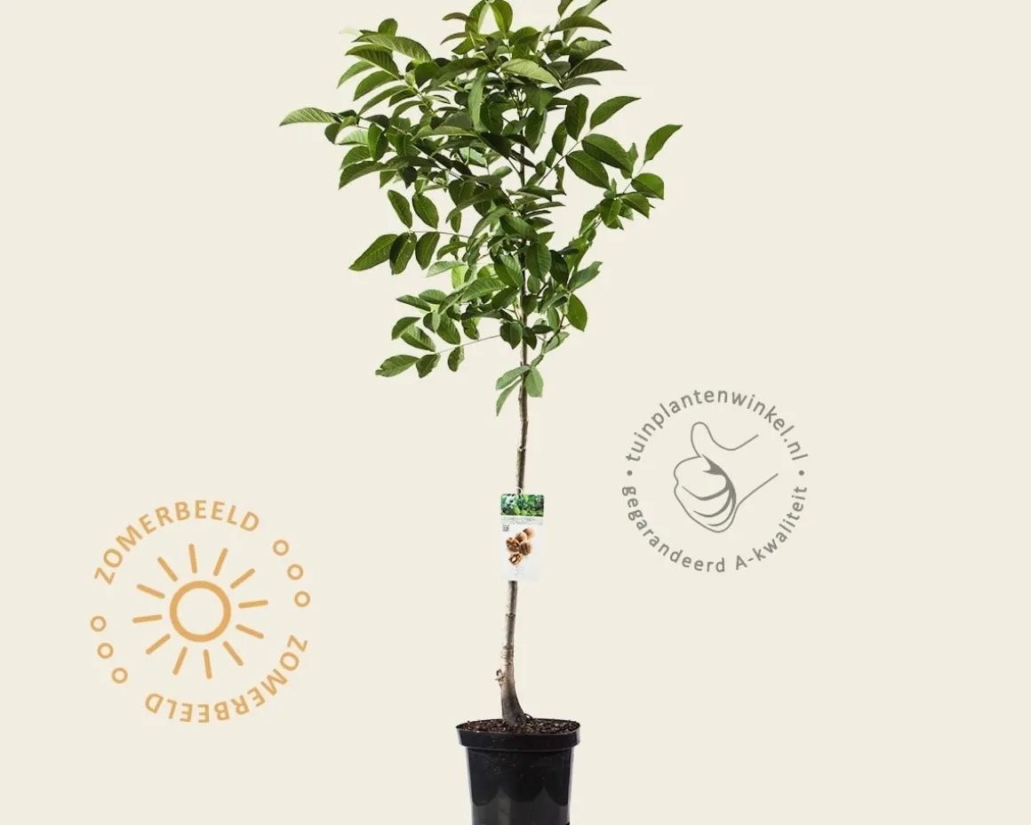 Juglans regia - laagstam
