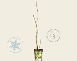 Juglans regia - laagstam