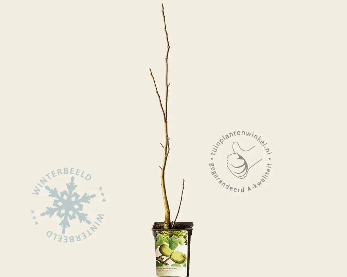 Juglans regia - laagstam
