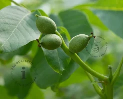 Juglans regia 'Lange van Lod'