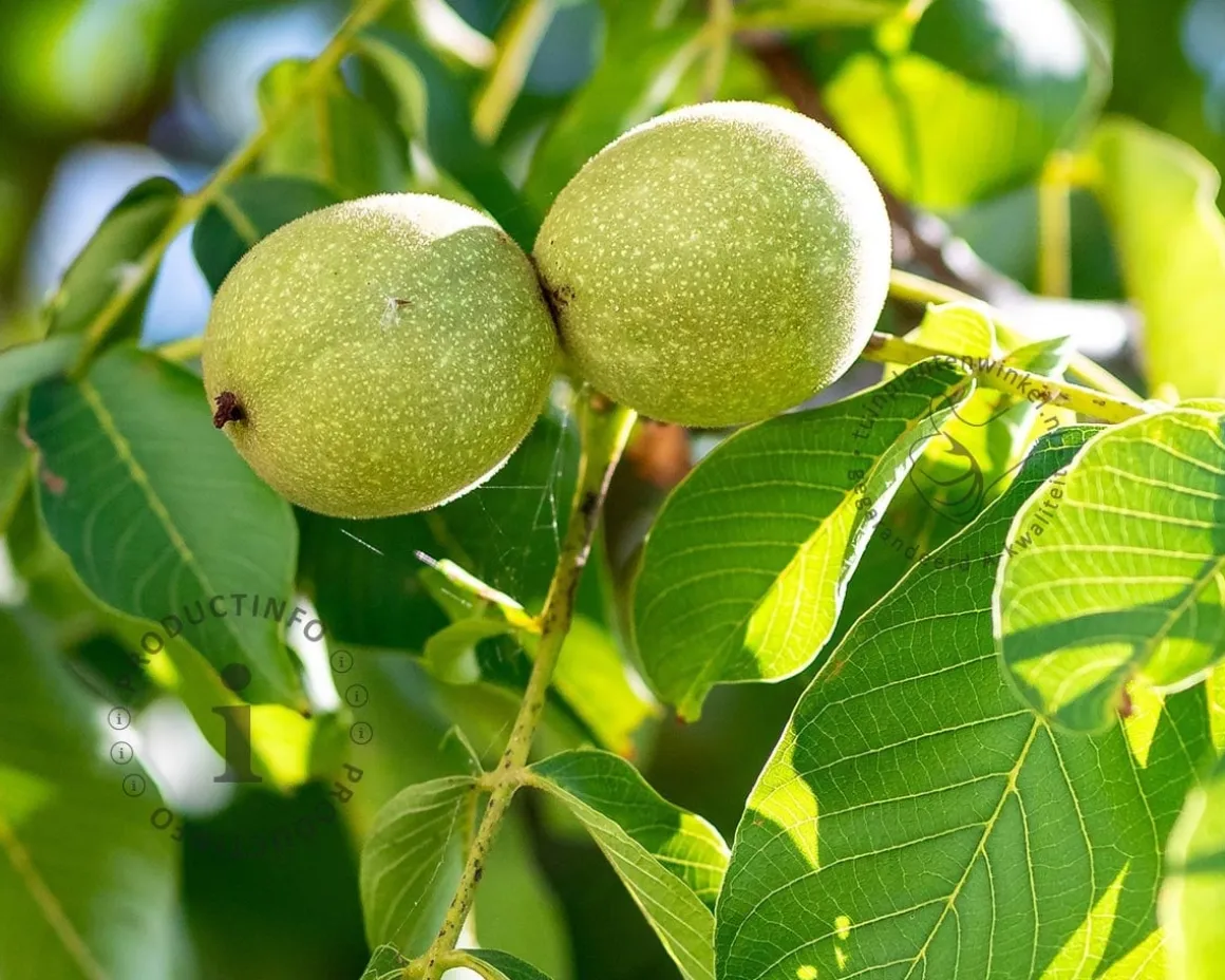 Juglans regia 'Lara'