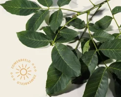 Juglans regia 'Lara'