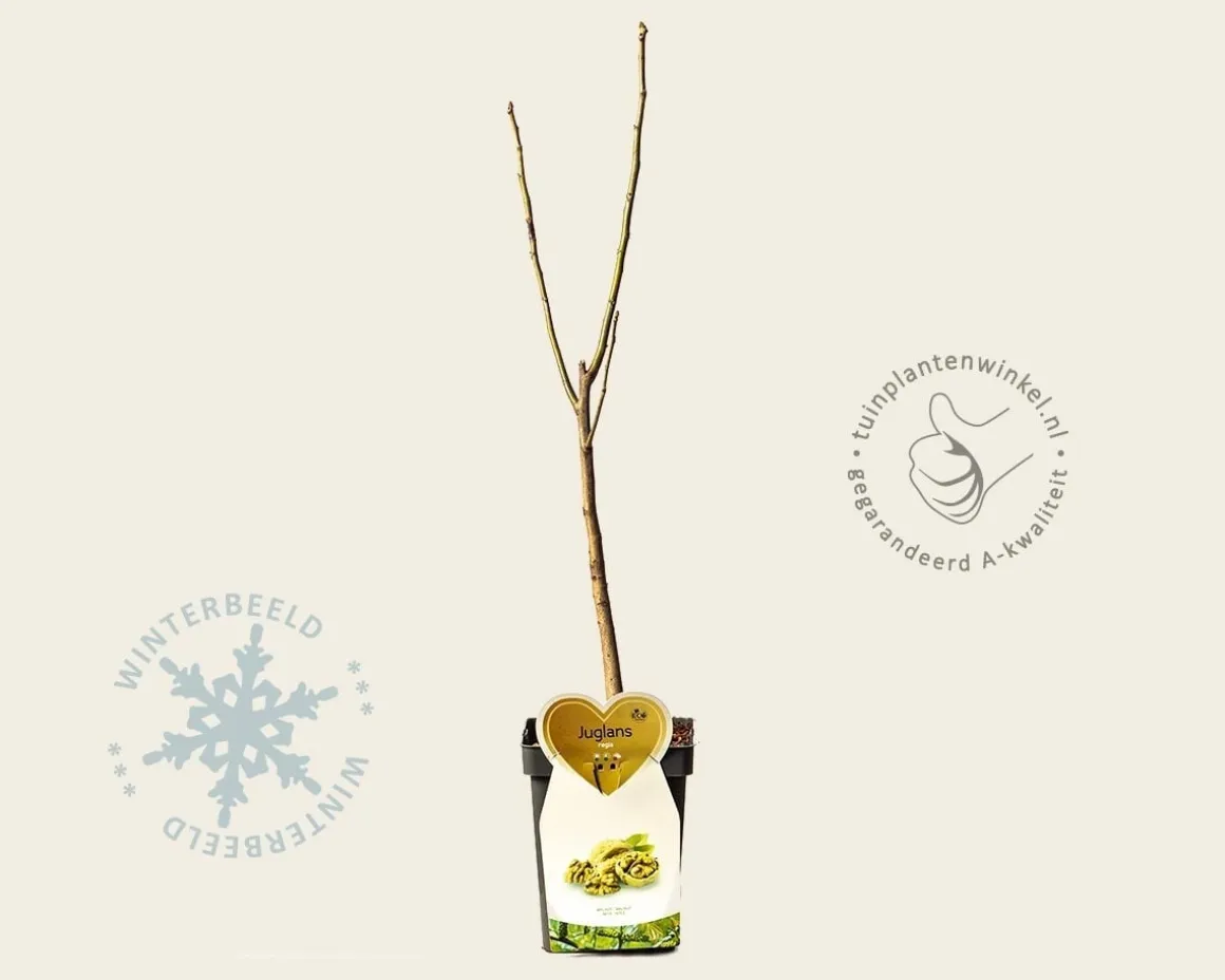 Juglans regia - mini