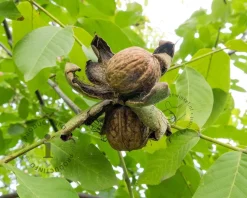 Juglans regia 'Plovdivski' - hoogstam