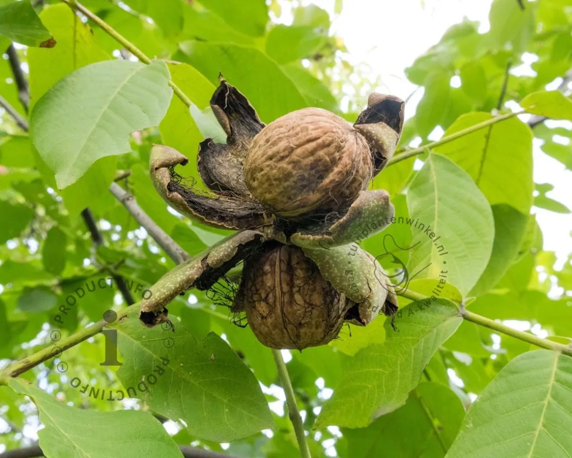 Juglans regia 'Plovdivski' - hoogstam