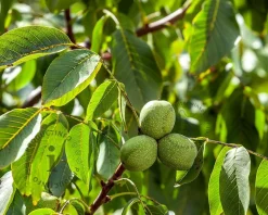 Juglans regia 'Plovdivski' - hoogstam