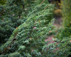 Juniperus chinensis 'Blue Alps'