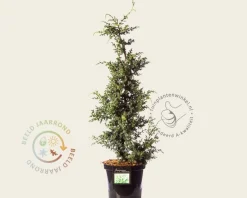 Juniperus chinensis 'Blue Alps'