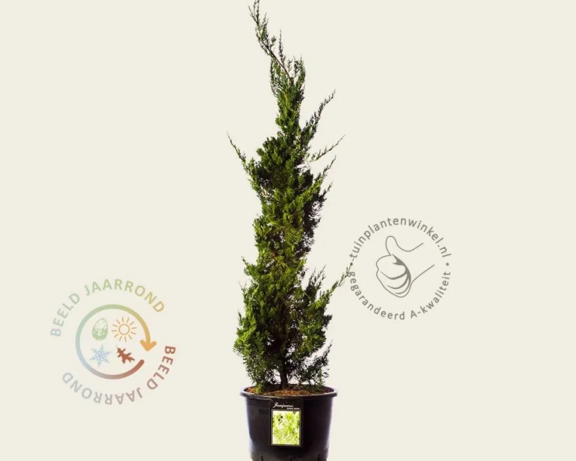 Juniperus chinensis 'Kaizuka'