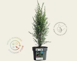 Juniperus communis 'Arnold'